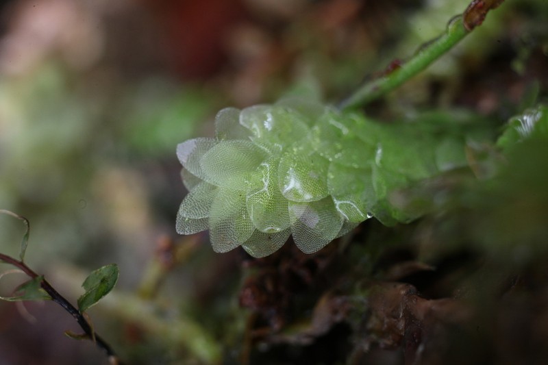 Hookeria Moss photo 6