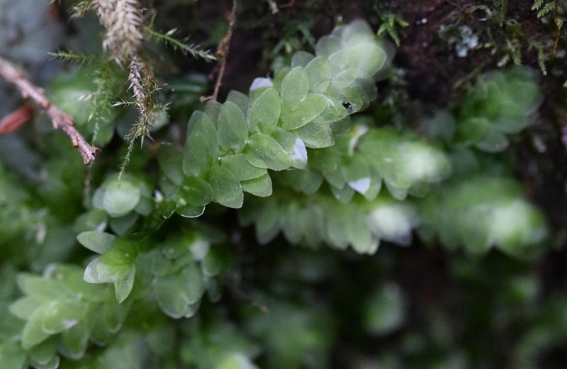 Hookeria Moss photo 7