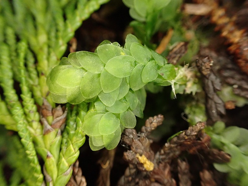 Hookeria Moss photo 8