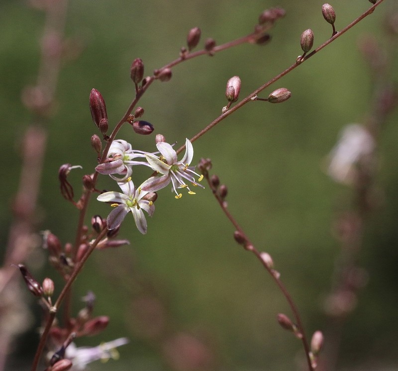 Smallflower Soap Plant photo 3