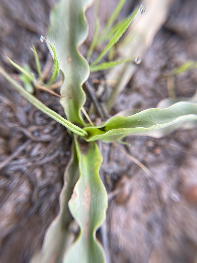 Smallflower Soap Plant photo 5