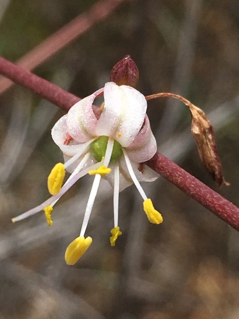 Smallflower Soap Plant photo 6