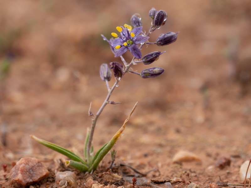 Purple Amole photo 2