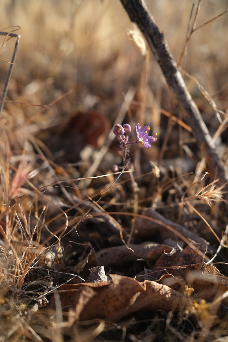Purple Amole photo 5