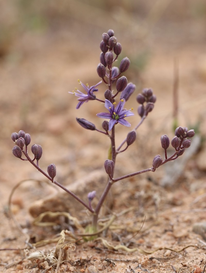 Purple Amole photo 6