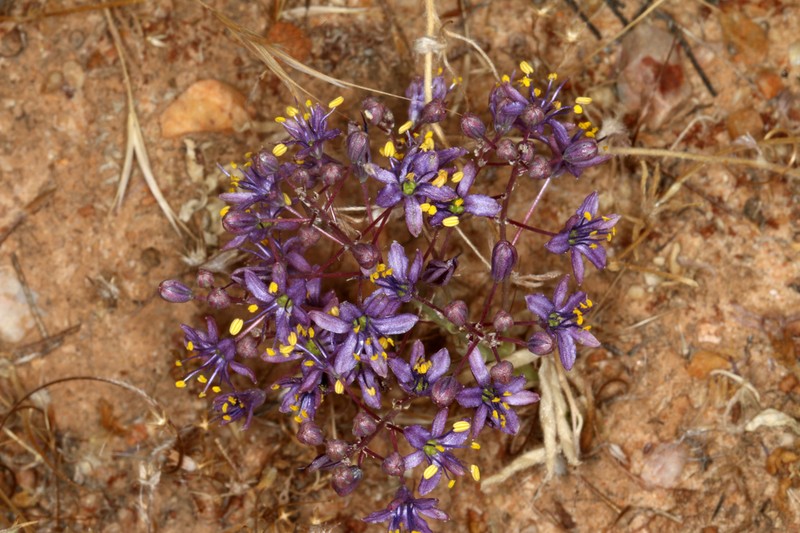 Purple Amole photo 7