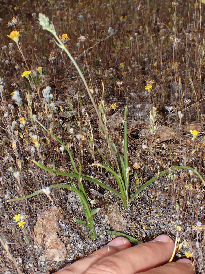 Hooveria purpurea var. purpurea