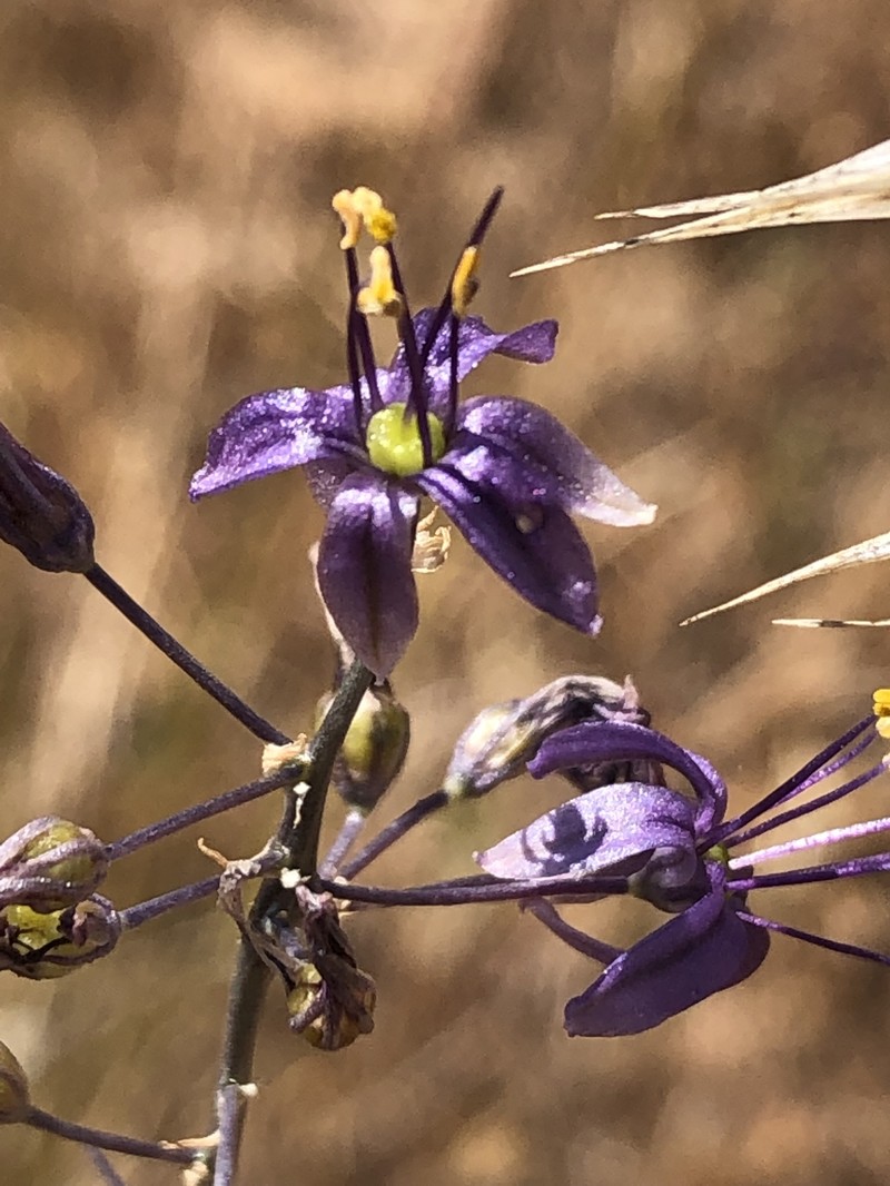 Hooveria purpurea var. purpurea photo 3