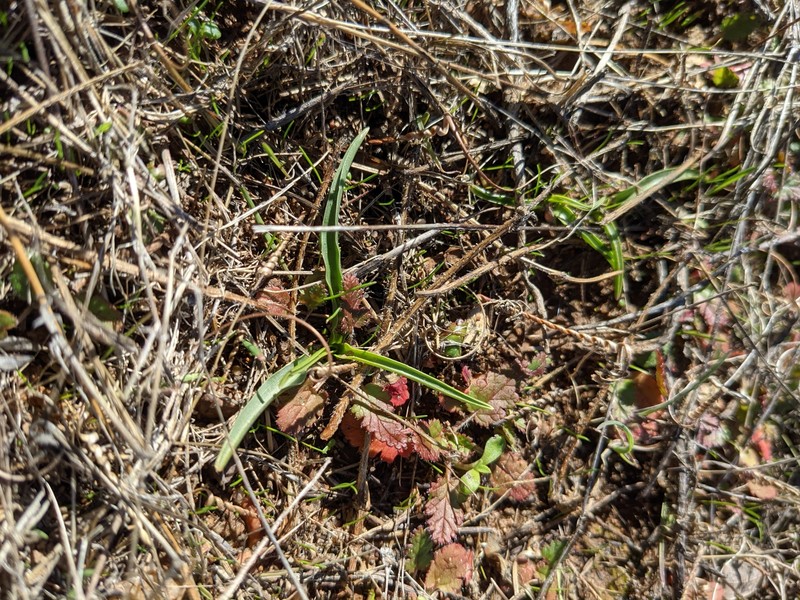 Hooveria purpurea var. purpurea photo 4