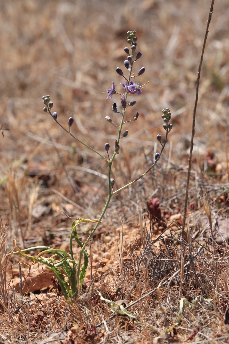 Hooveria purpurea var. purpurea photo 6