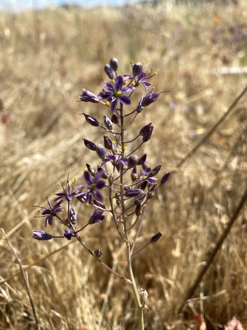 Hooveria purpurea var. purpurea photo 8