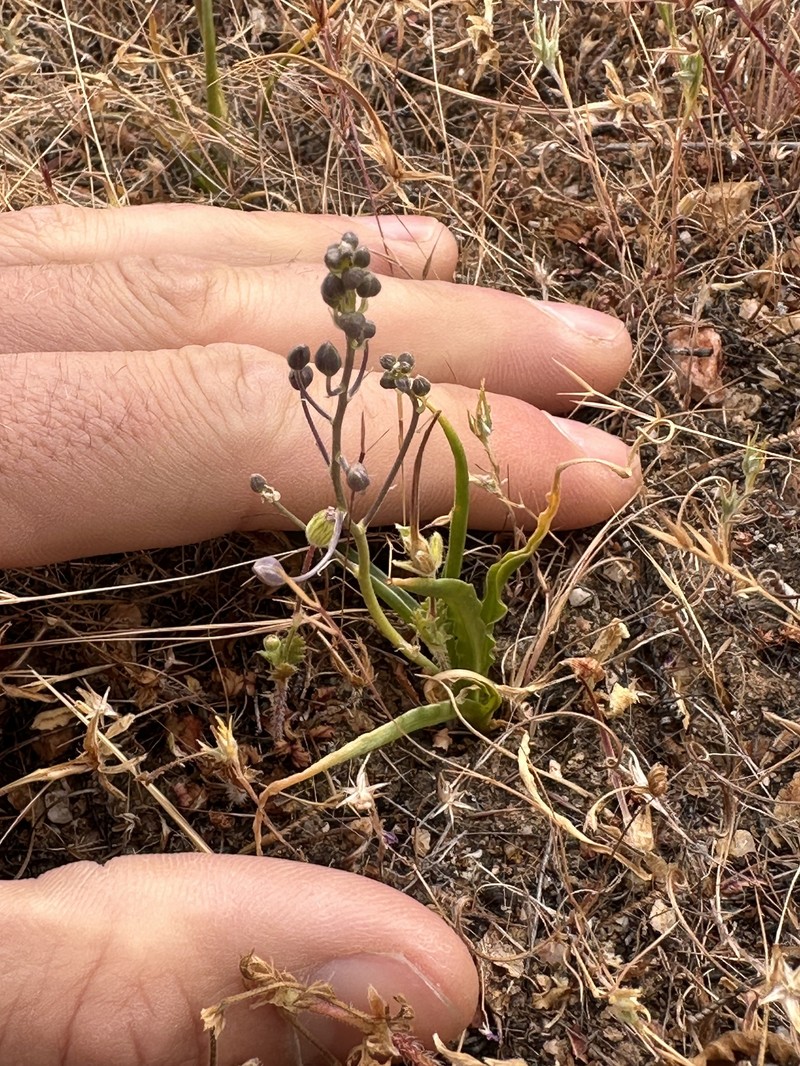 Hooveria purpurea var. reducta
