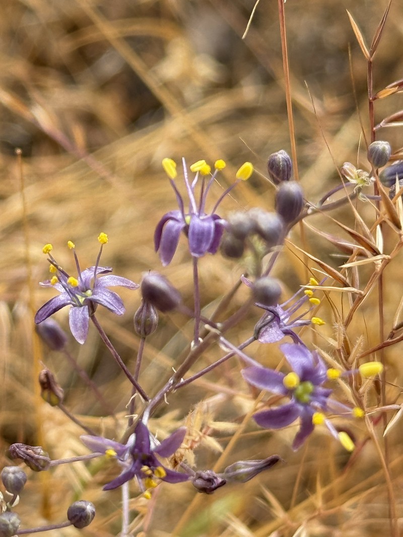 Hooveria purpurea var. reducta photo 2