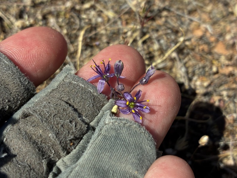 Hooveria purpurea var. reducta photo 3