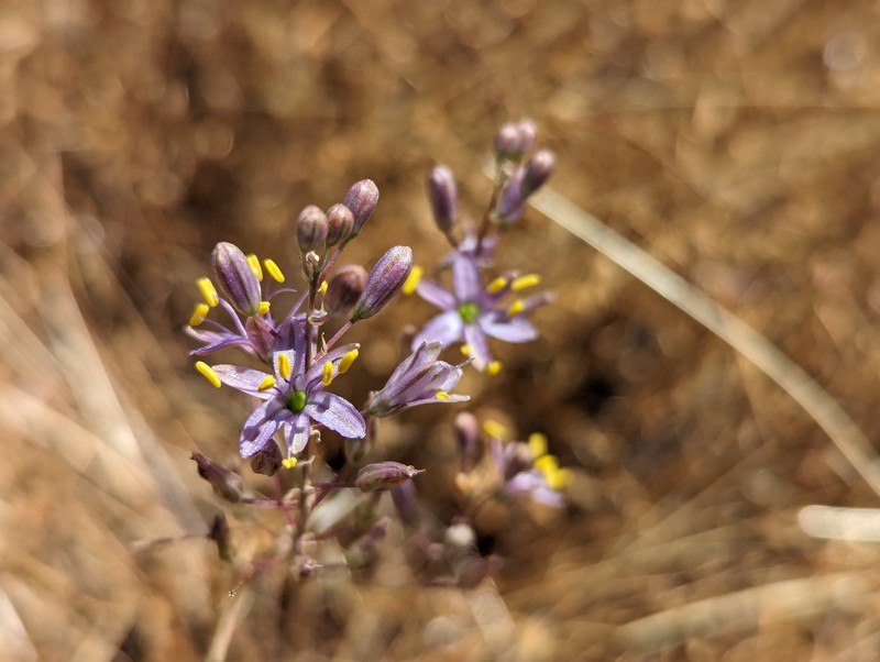 Hooveria purpurea var. reducta photo 6