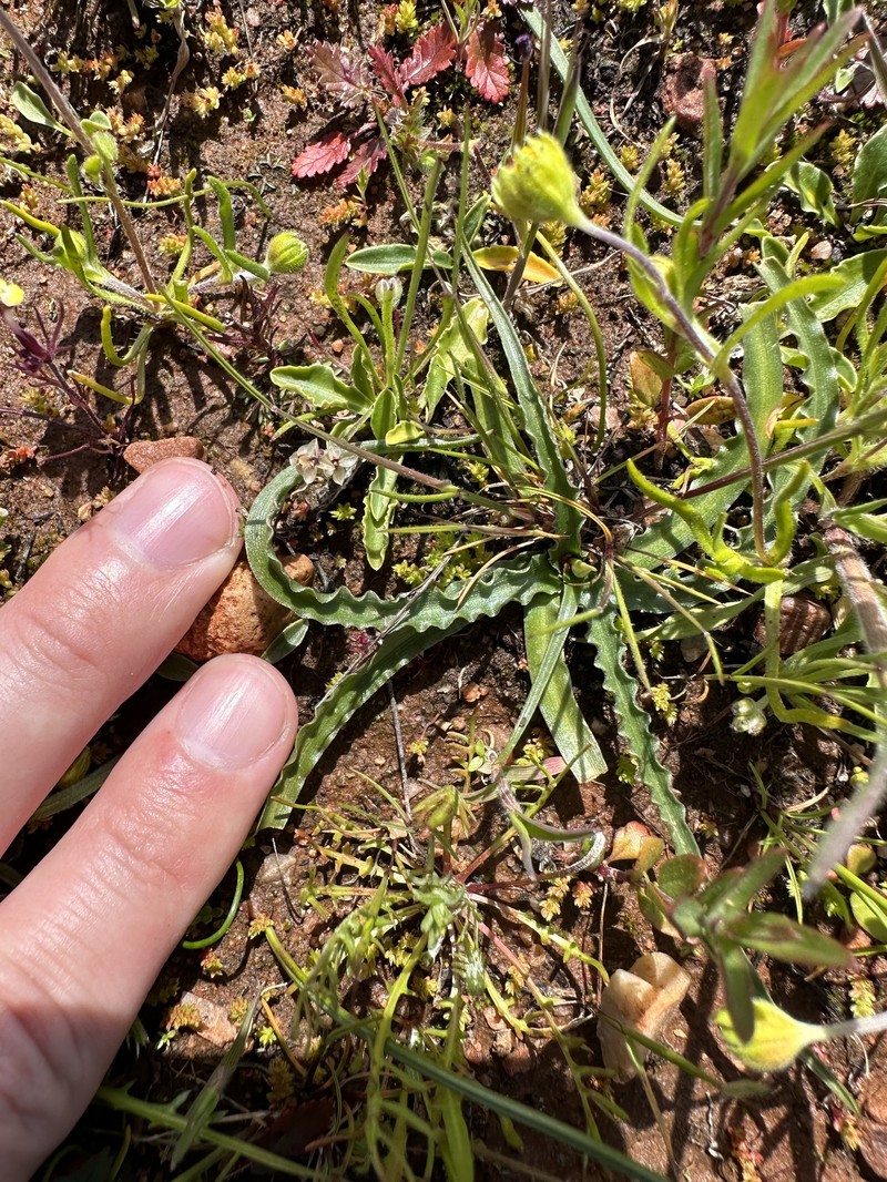 Hooveria purpurea var. reducta photo 7