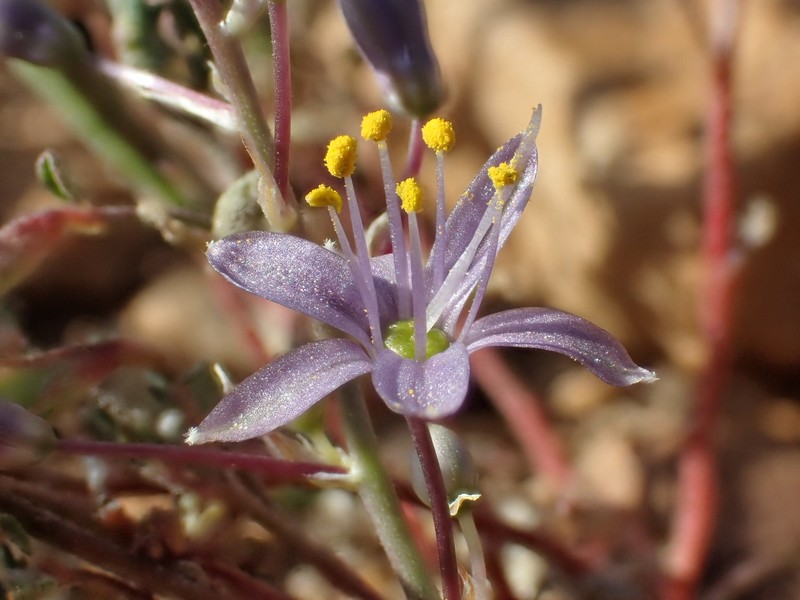 Hooveria purpurea var. reducta photo 8