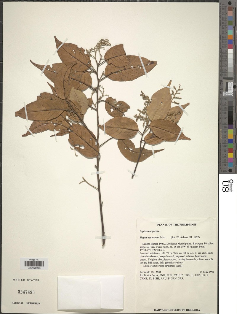 Hopea acuminata photo 2