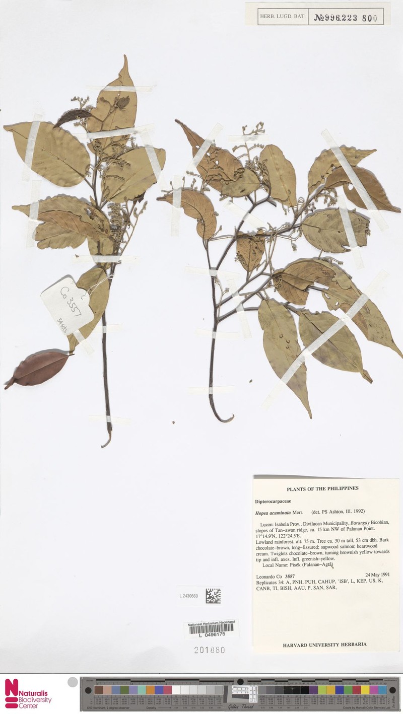 Hopea acuminata photo 3