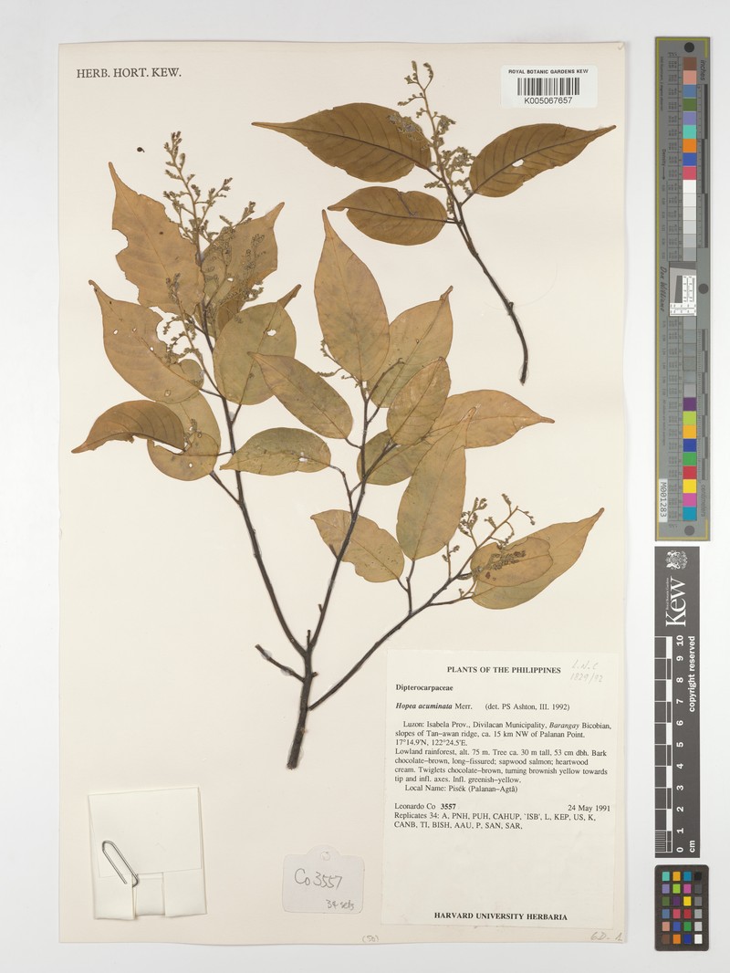 Hopea acuminata photo 4