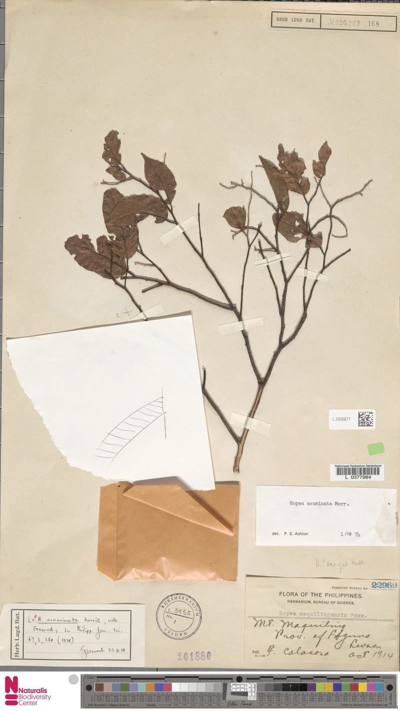 Hopea acuminata photo 5