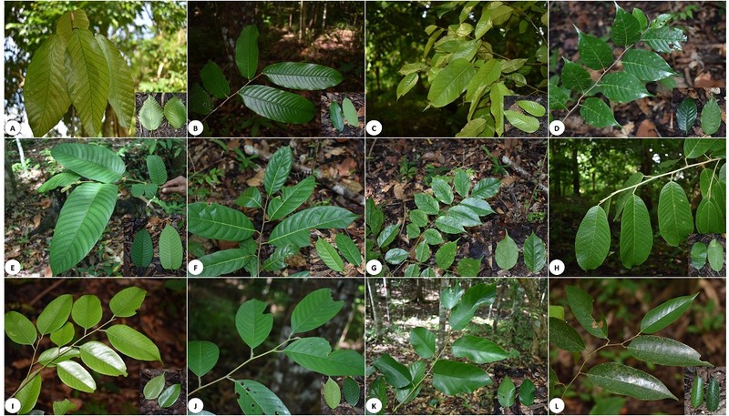 Hopea acuminata