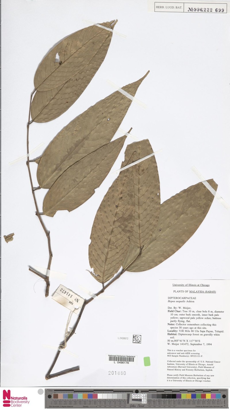 Hopea aequalis