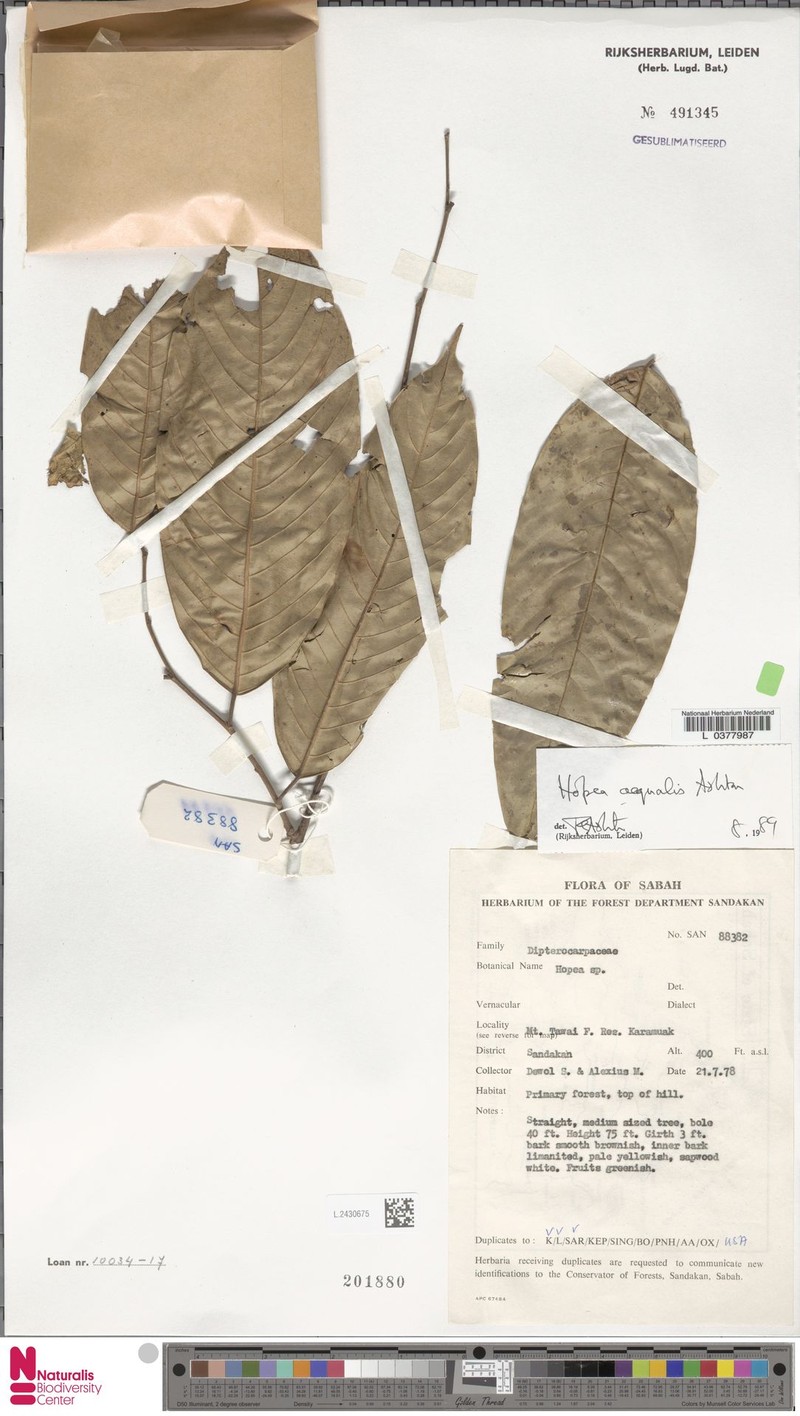 Hopea aequalis photo 2