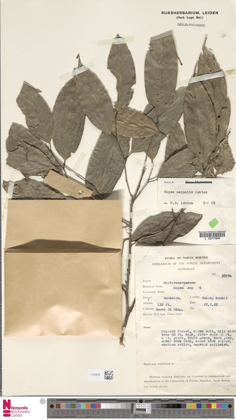 Hopea aequalis photo 3