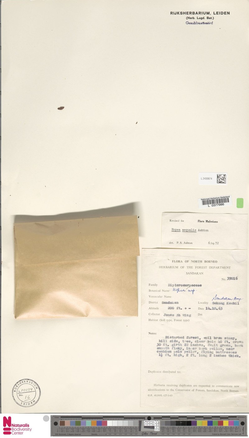 Hopea aequalis photo 4