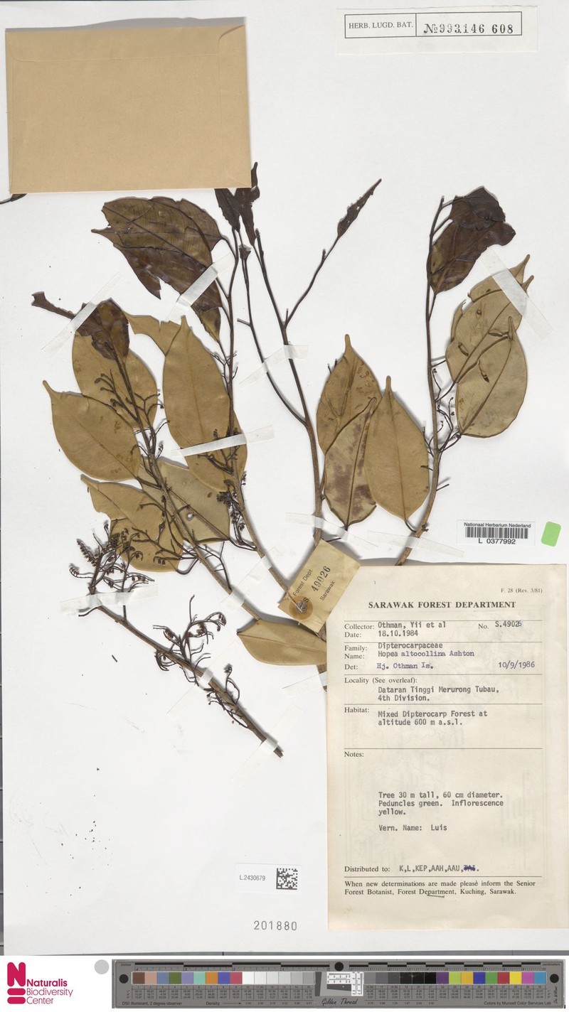 Hopea altocollina
