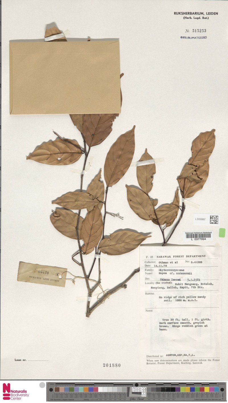 Hopea andersonii