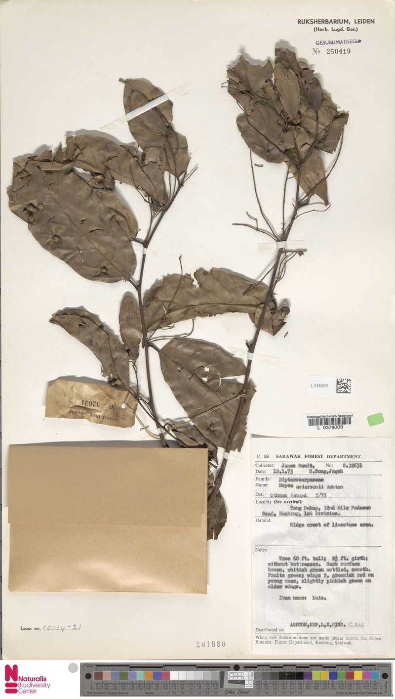 Hopea andersonii photo 2