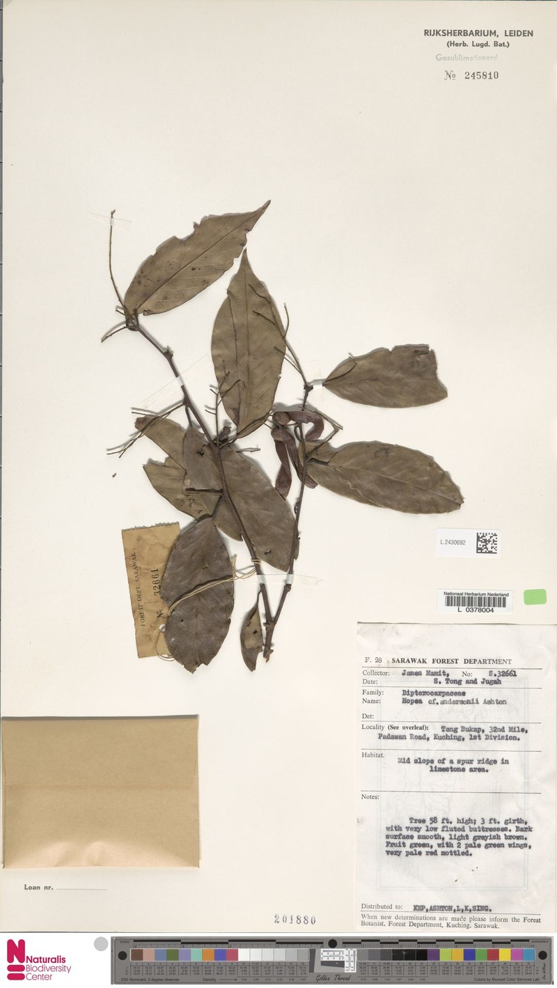 Hopea andersonii photo 3