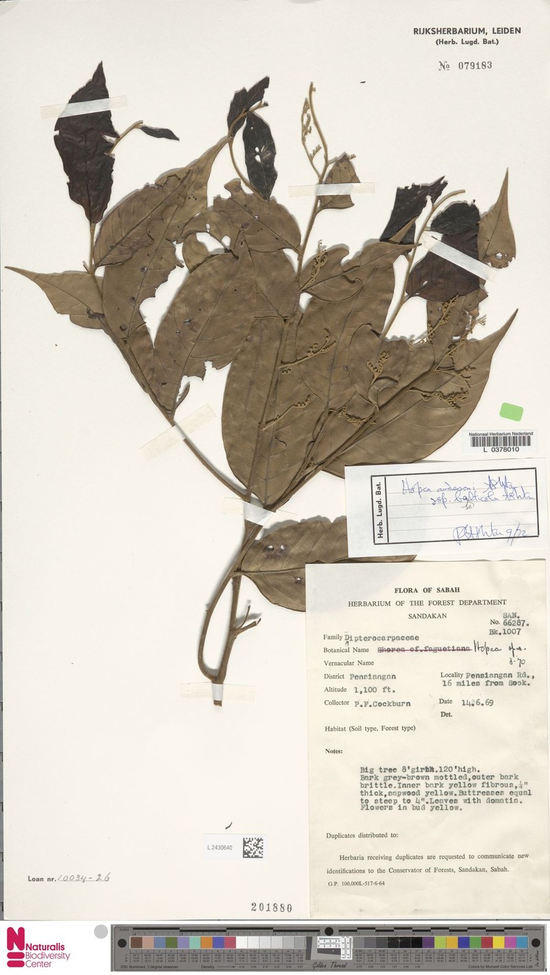 Hopea andersonii photo 4
