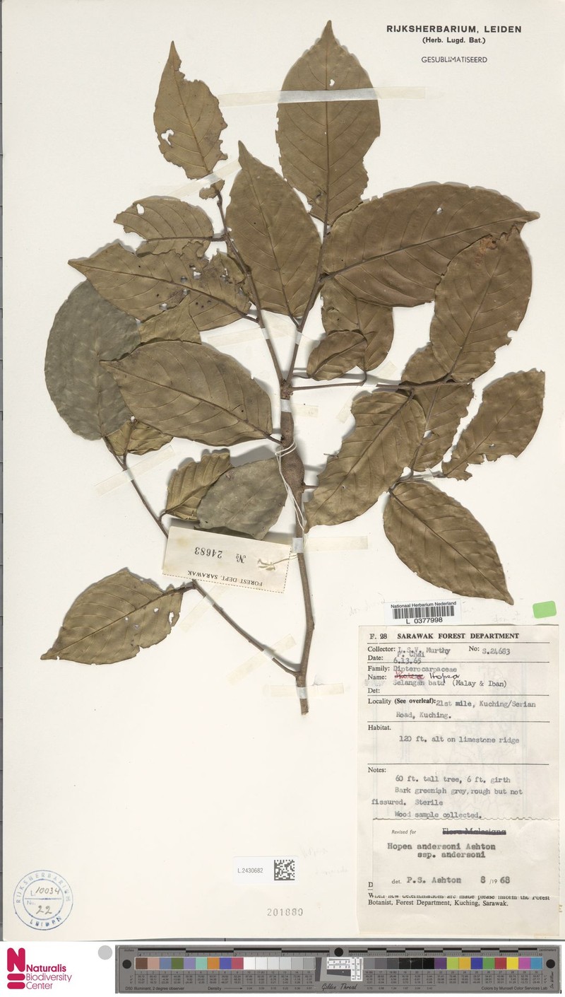 Hopea andersonii subsp. andersonii photo 4