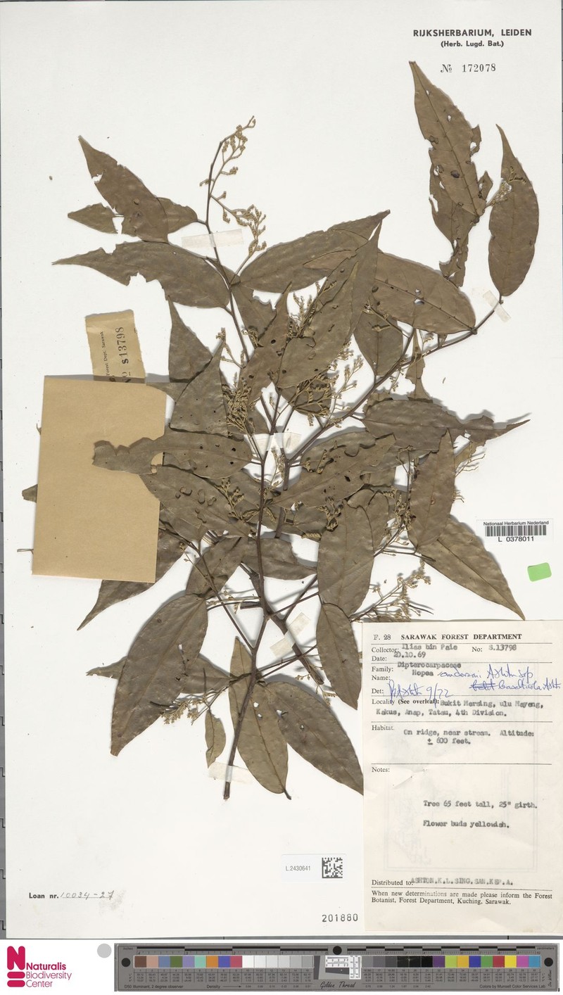 Hopea andersonii subsp. basalticola photo 2