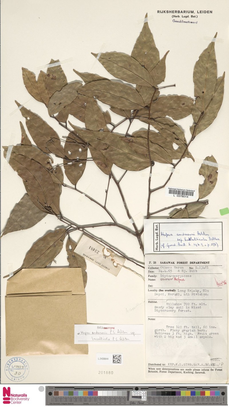 Hopea andersonii subsp. basalticola photo 3
