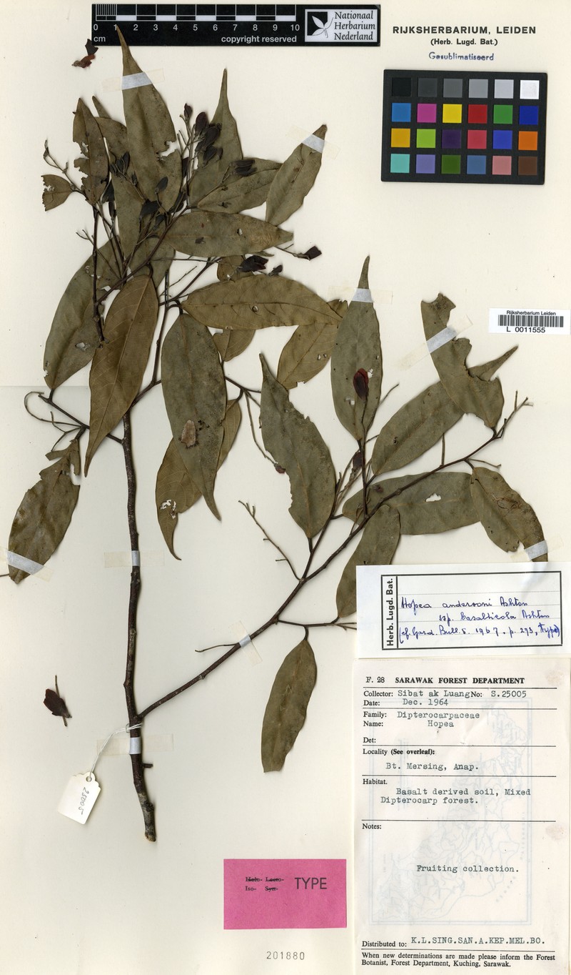 Hopea andersonii subsp. basalticola photo 4