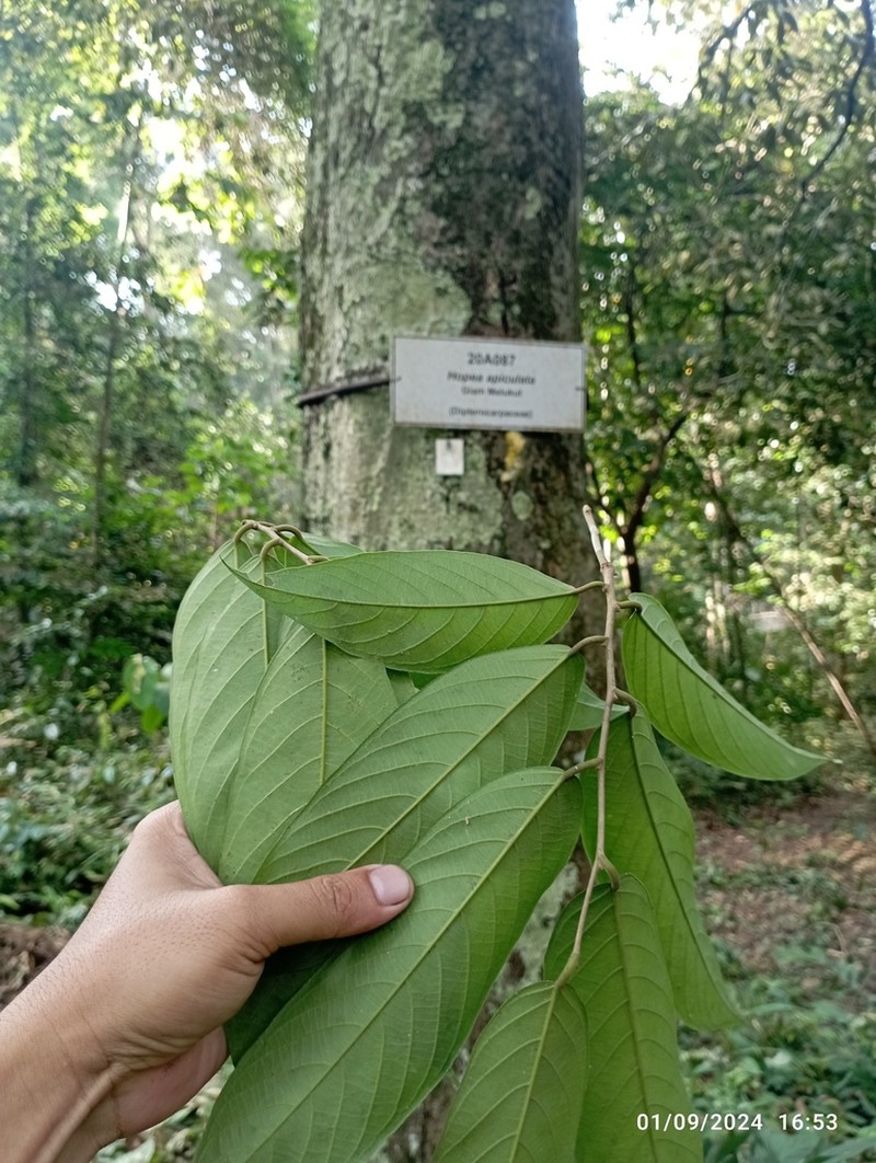 Hopea apiculata photo 2