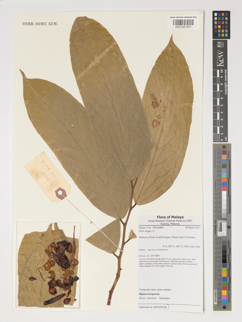 Hopea apiculata photo 3