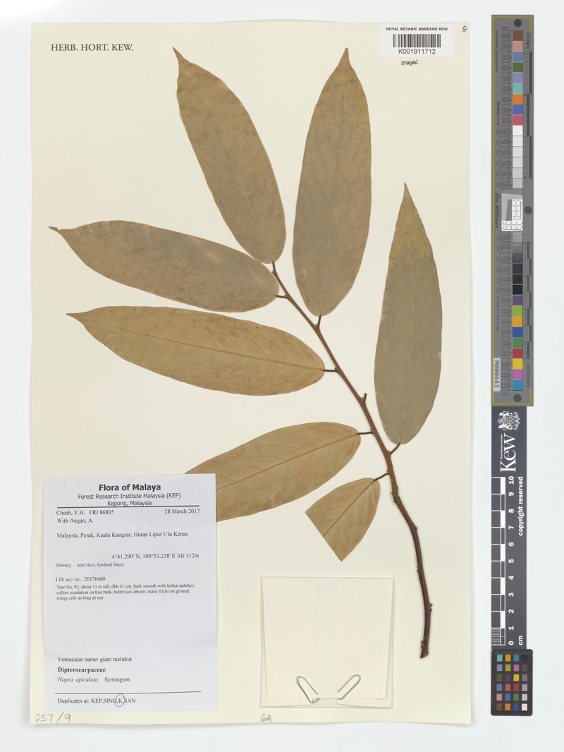Hopea apiculata photo 4