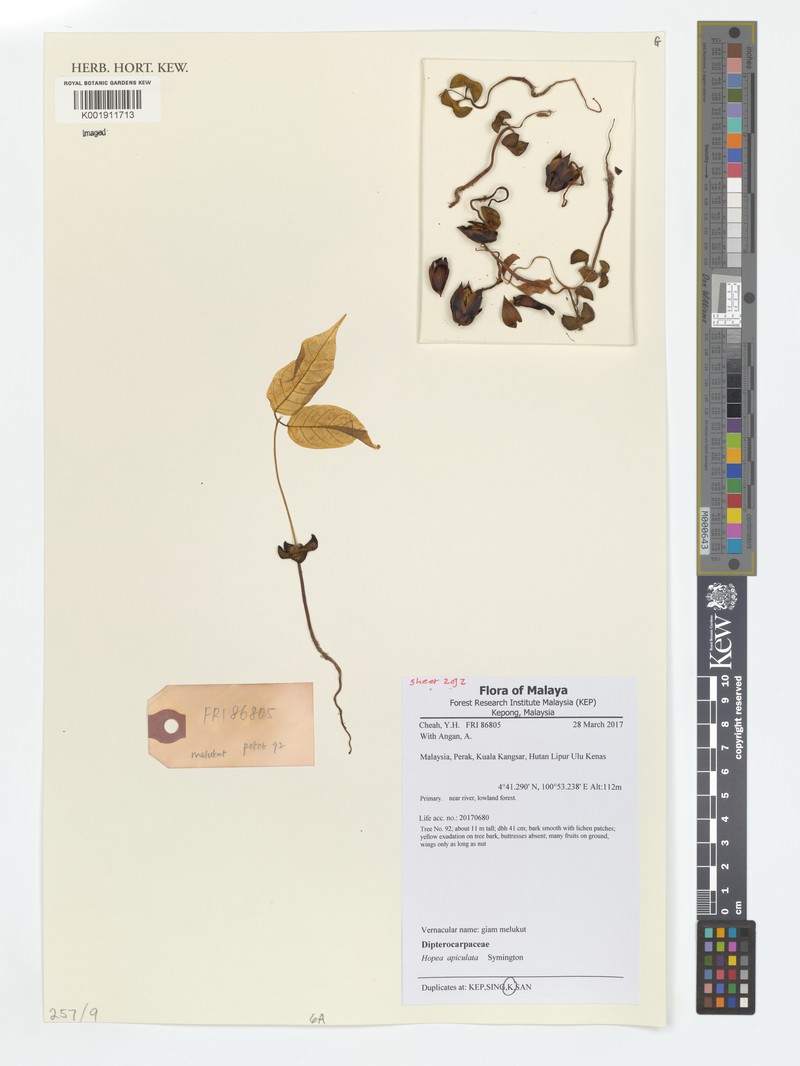 Hopea apiculata photo 5