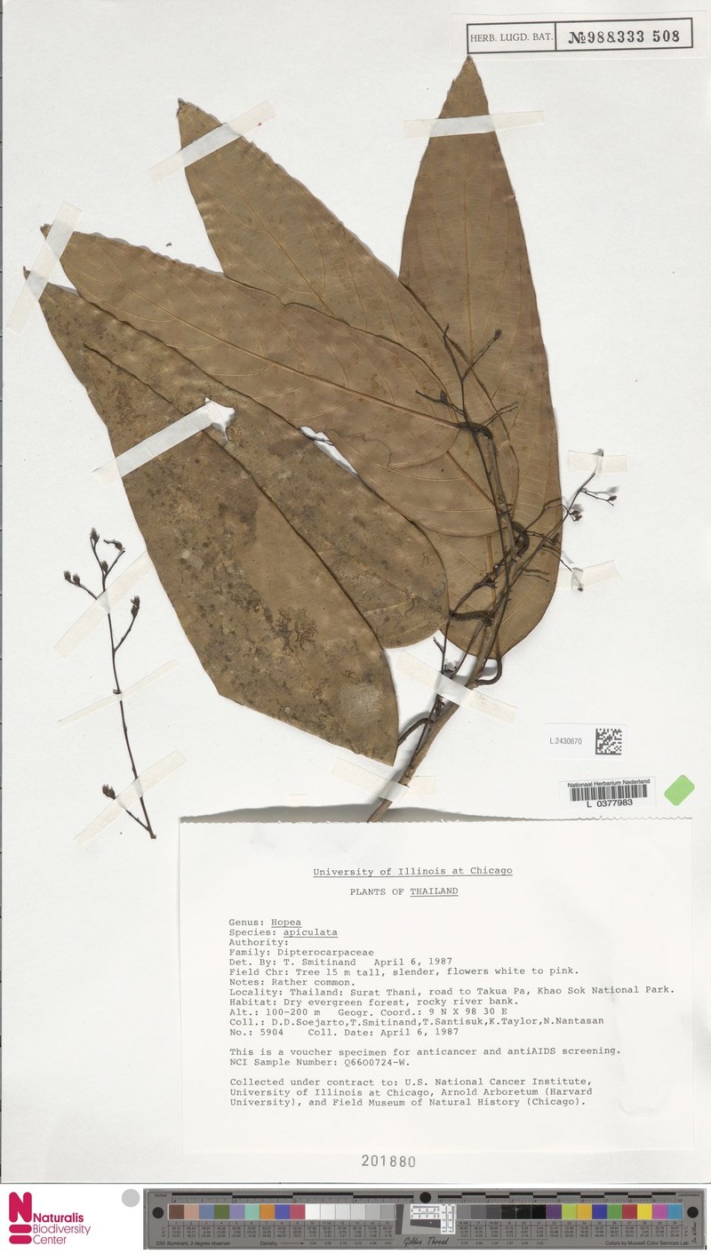 Hopea apiculata photo 6