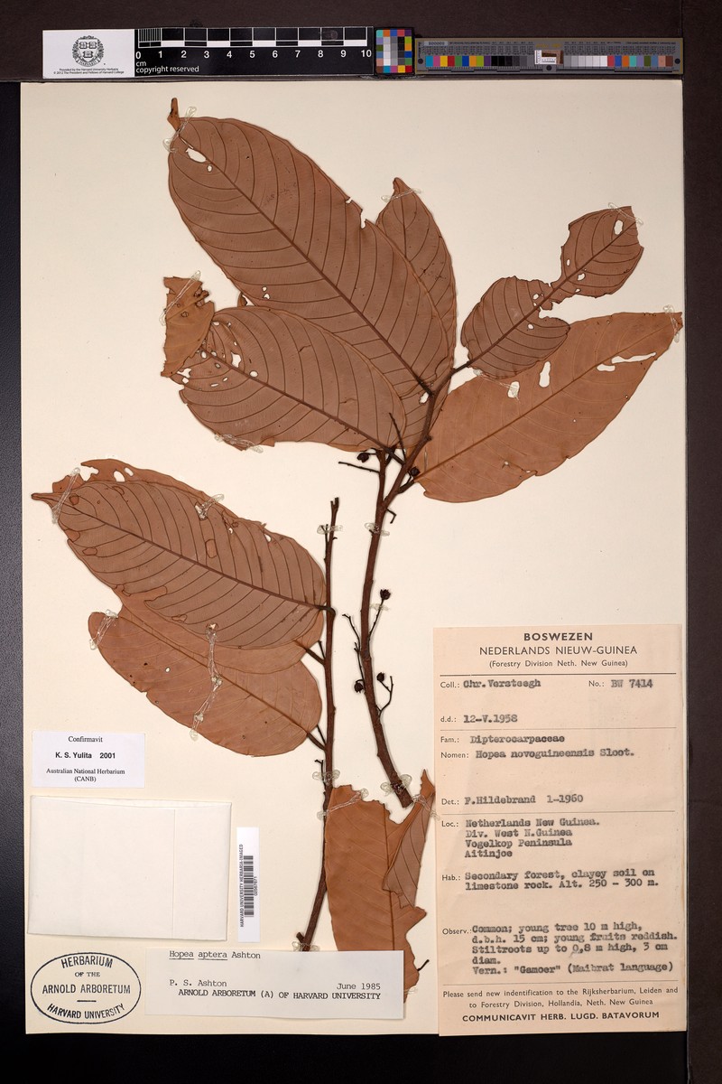 Hopea aptera