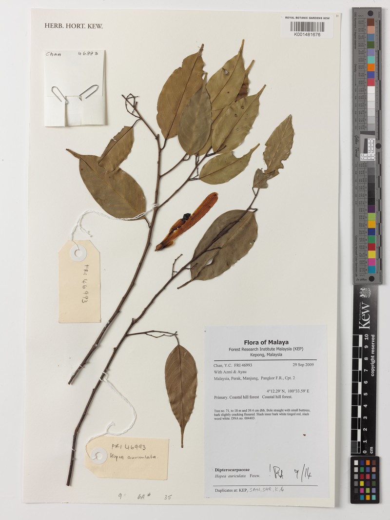 Hopea auriculata