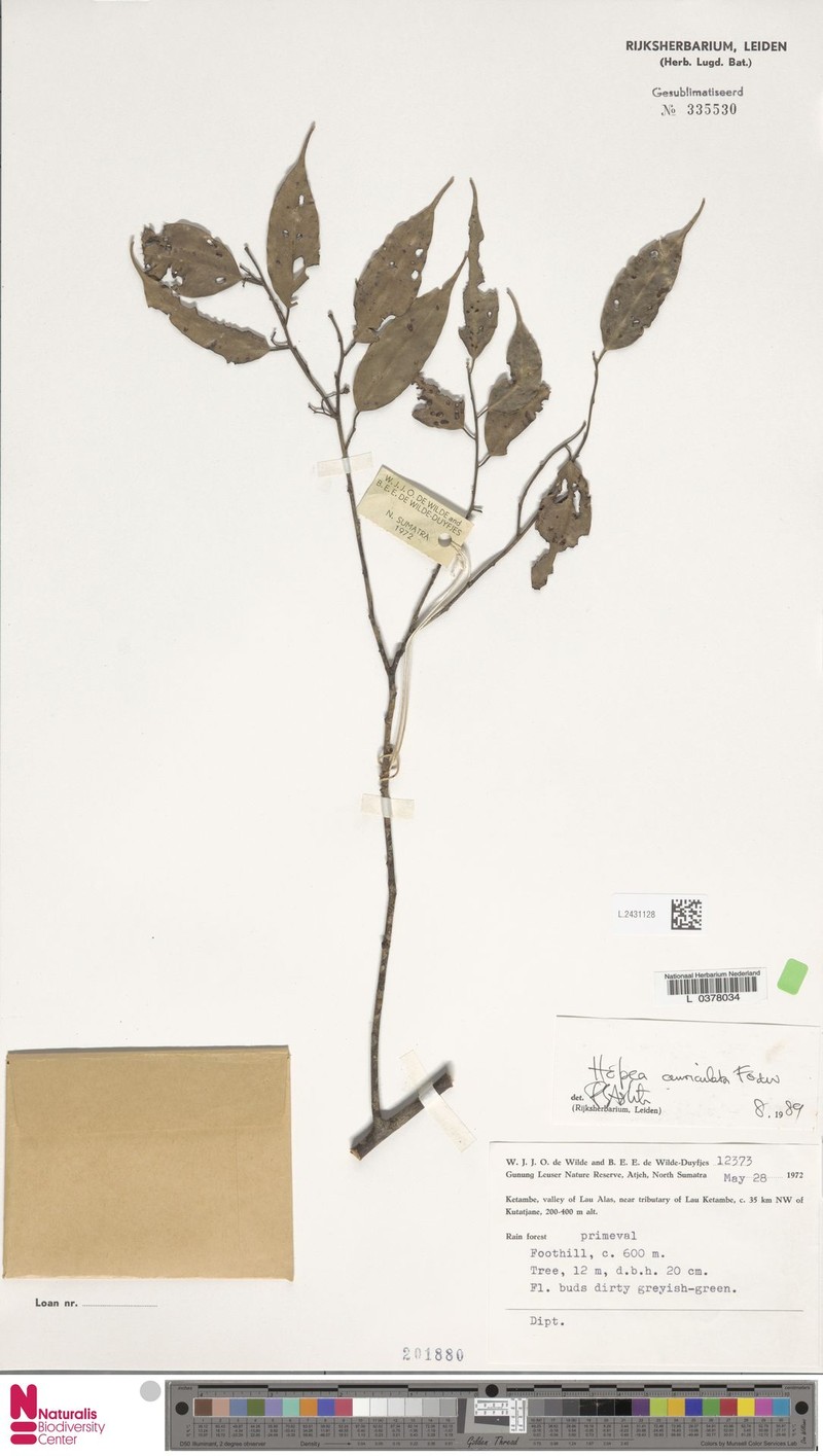 Hopea auriculata photo 2