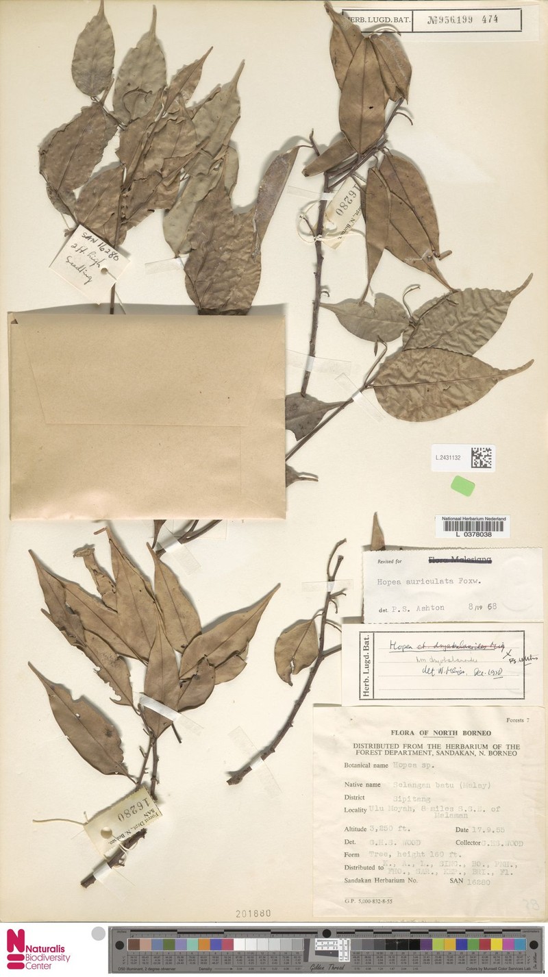 Hopea auriculata photo 3