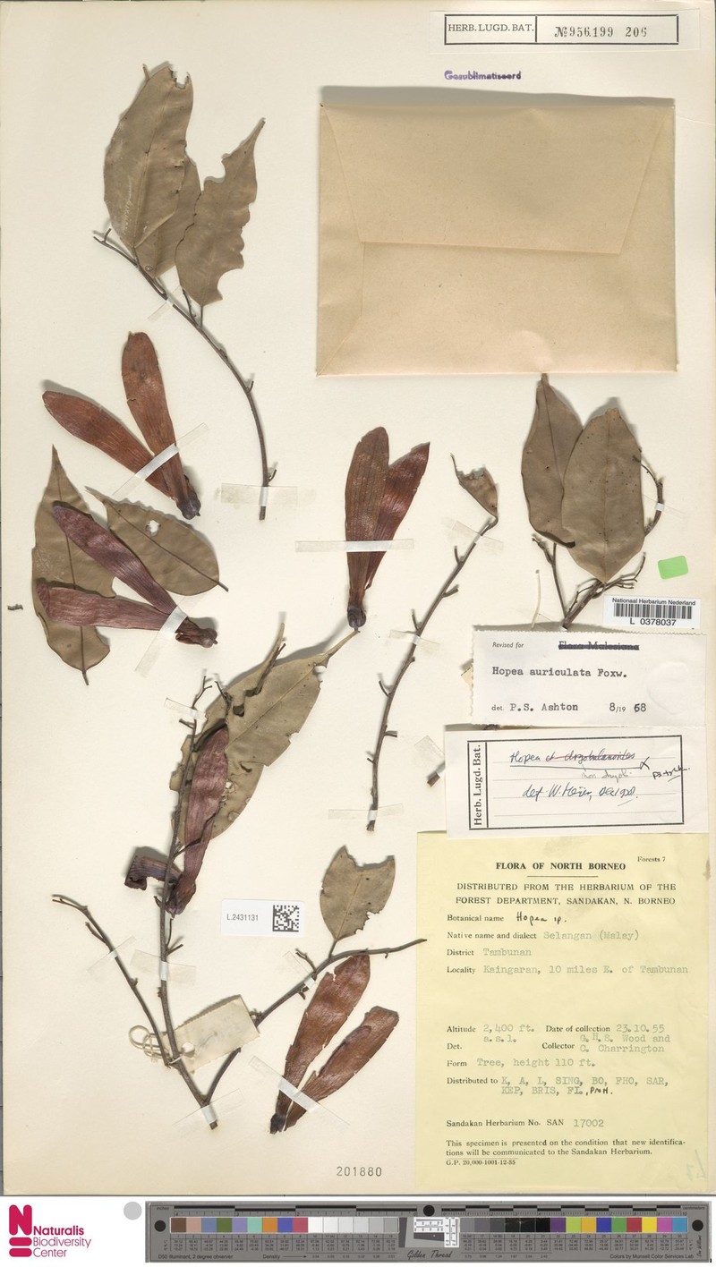 Hopea auriculata photo 4