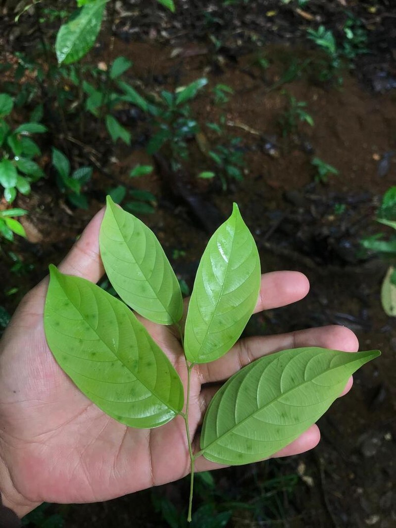 Hopea bancana